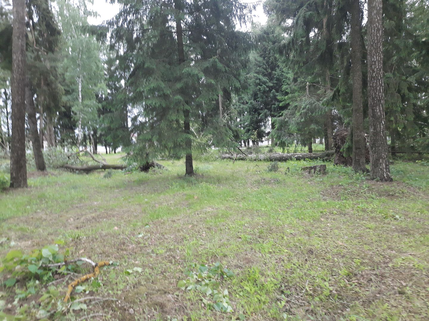 Шатура, ЧП, Ураган, Град, Поваленные деревья, Шатурторф, Рошаль