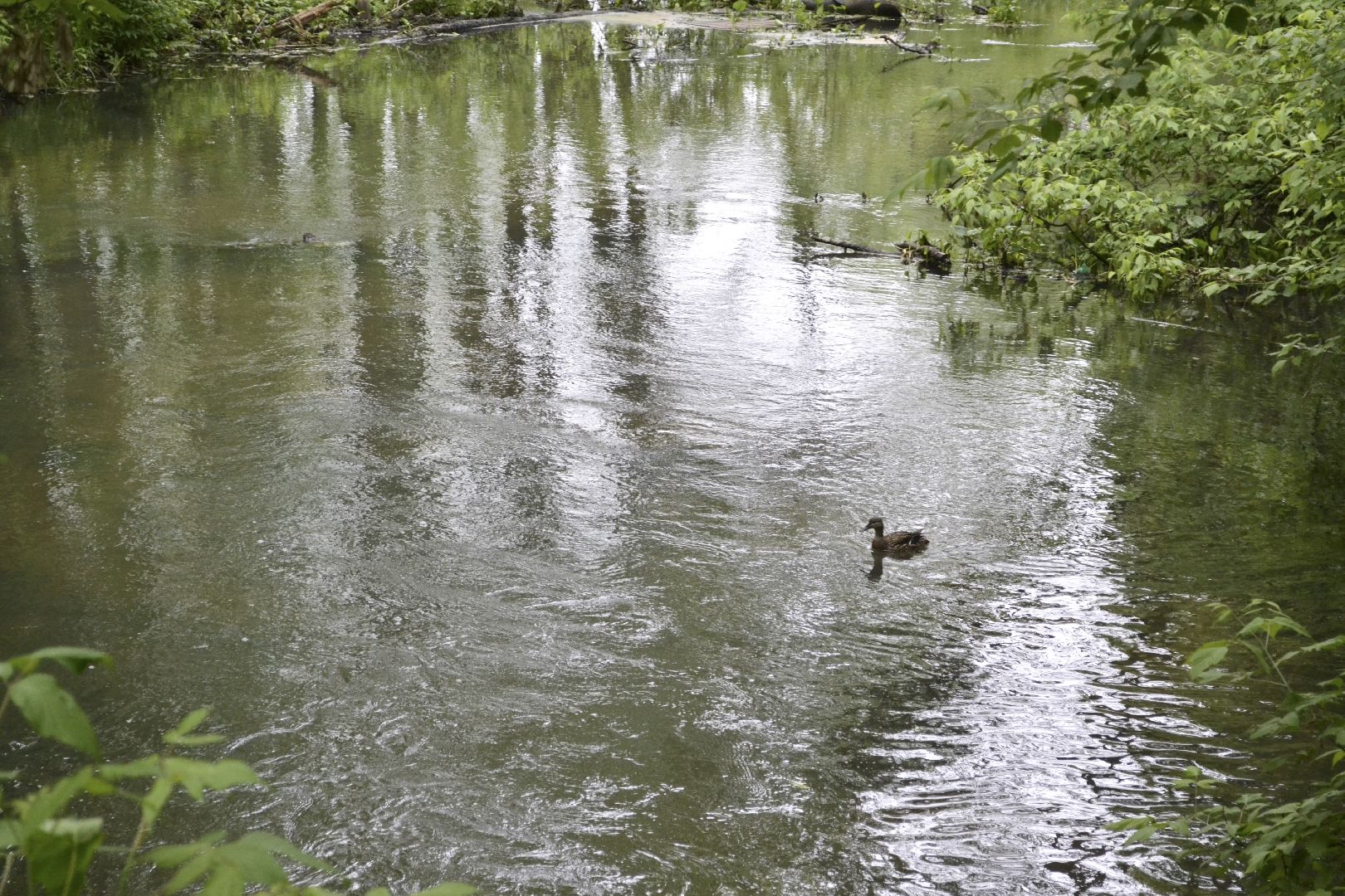 Балашиха, Подмосковье, экология, акция, Вода России, реки