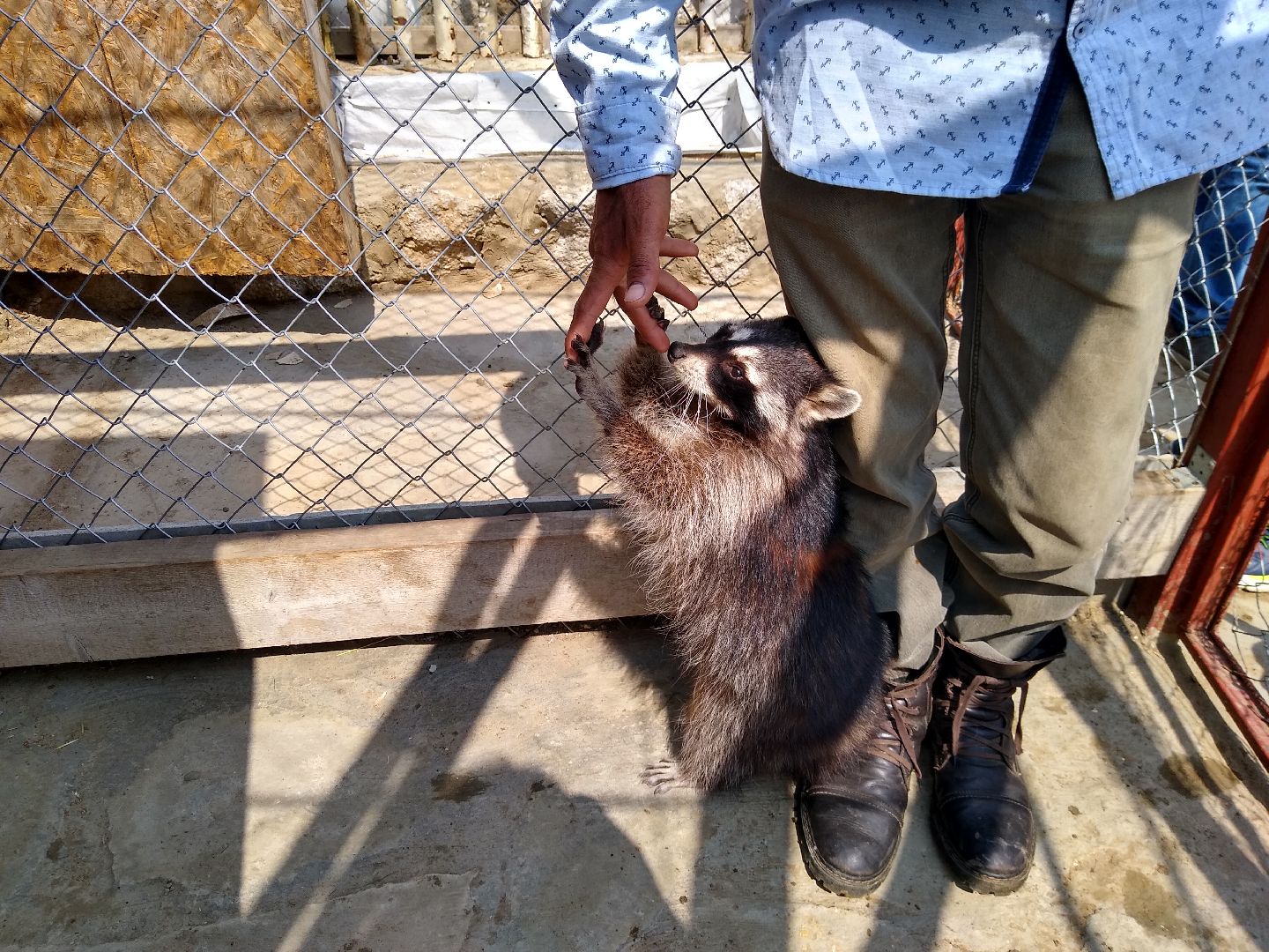 Раменское, экономика, ферма в Заболотье, еноты