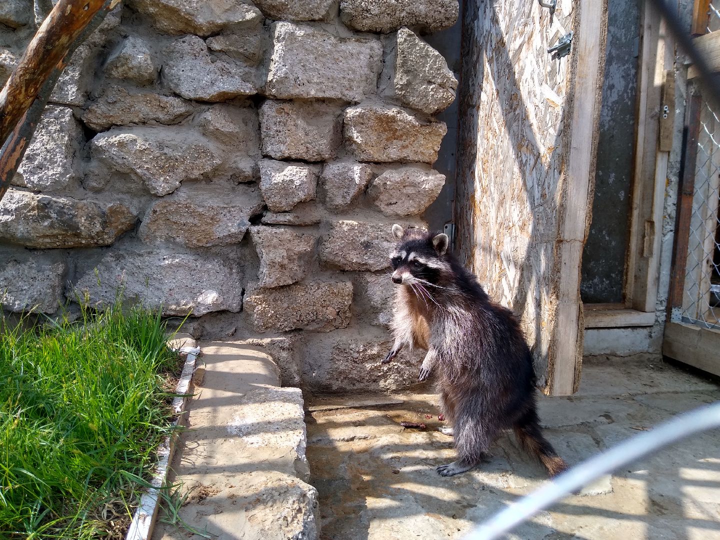 Раменское, экономика, ферма в Заболотье, еноты