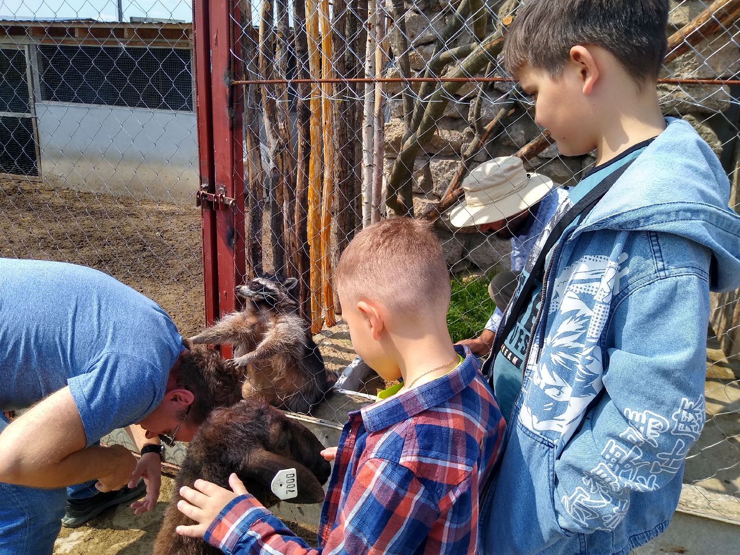 Раменское, экономика, ферма в Заболотье, еноты