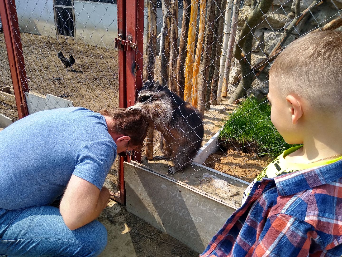 Раменское, экономика, ферма в Заболотье, еноты