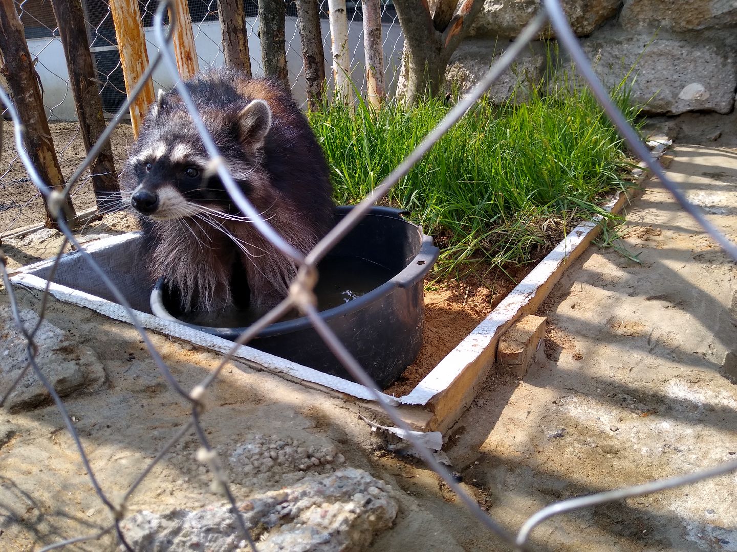 Раменское, экономика, ферма в Заболотье, еноты