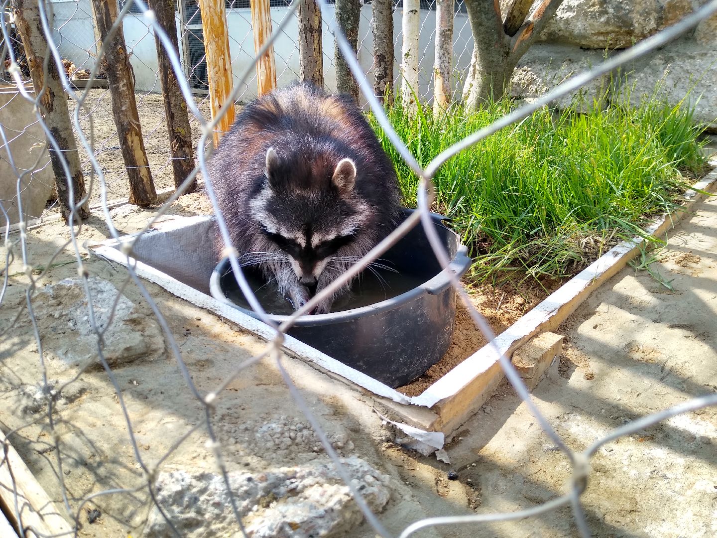 Раменское, экономика, ферма в Заболотье, еноты