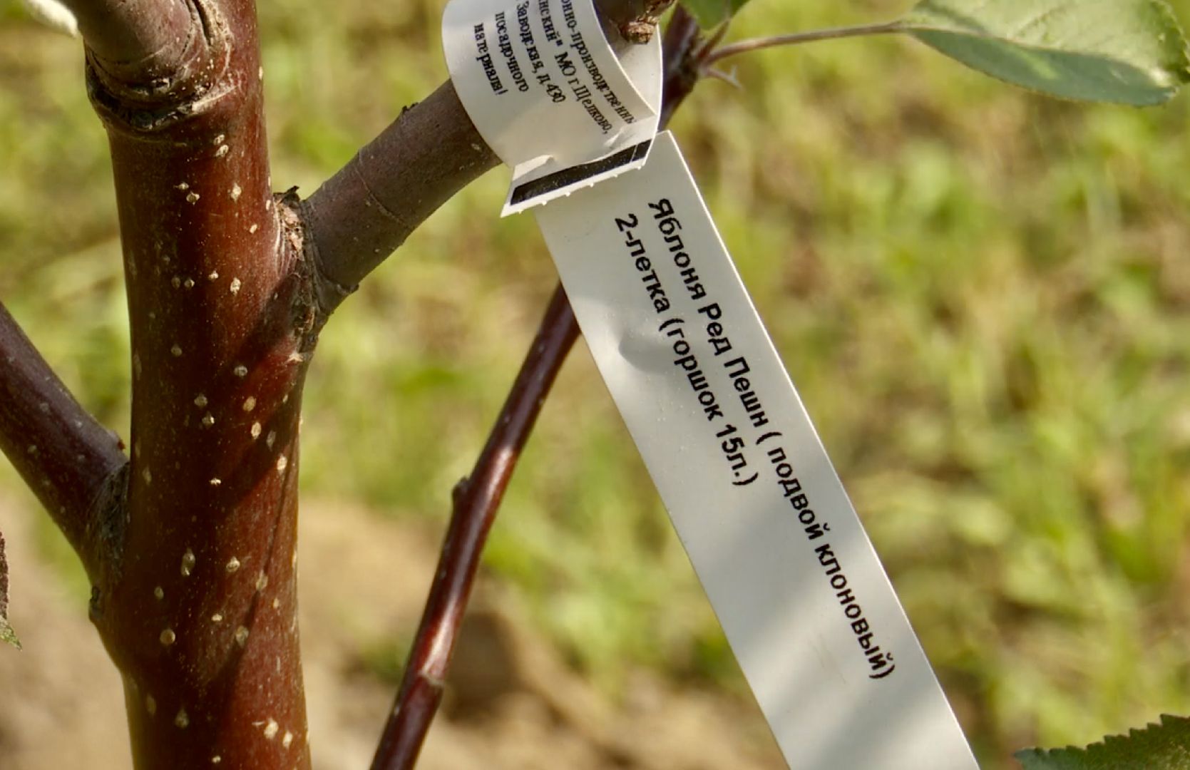 Клин, общество, предприниматели, благоустройство