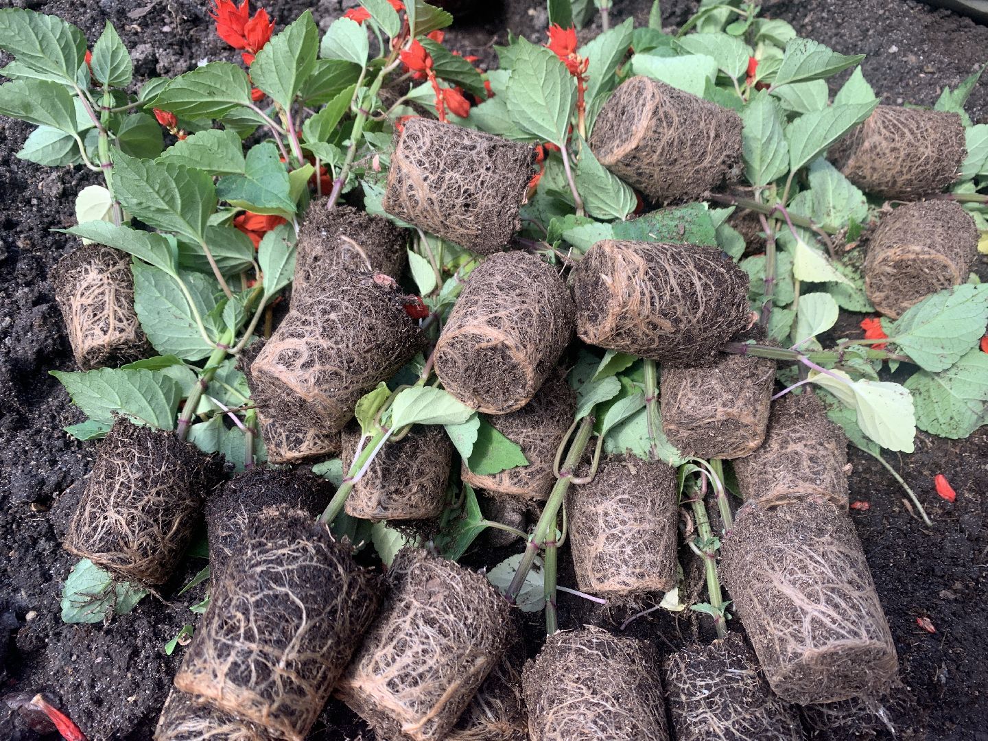 Балашиха, Подмосковье, благоустройство, цветы, скверы