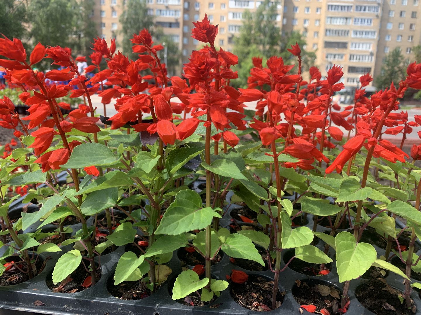 Балашиха, Подмосковье, благоустройство, цветы, скверы