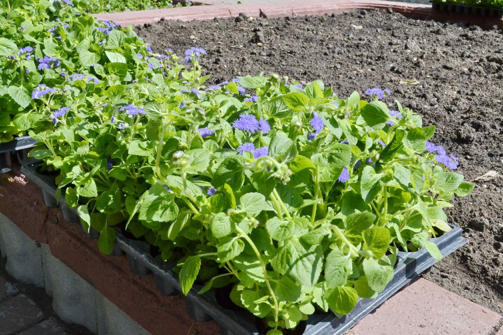 Балашиха, Подмосковье, благоустройство, цветы, скверы