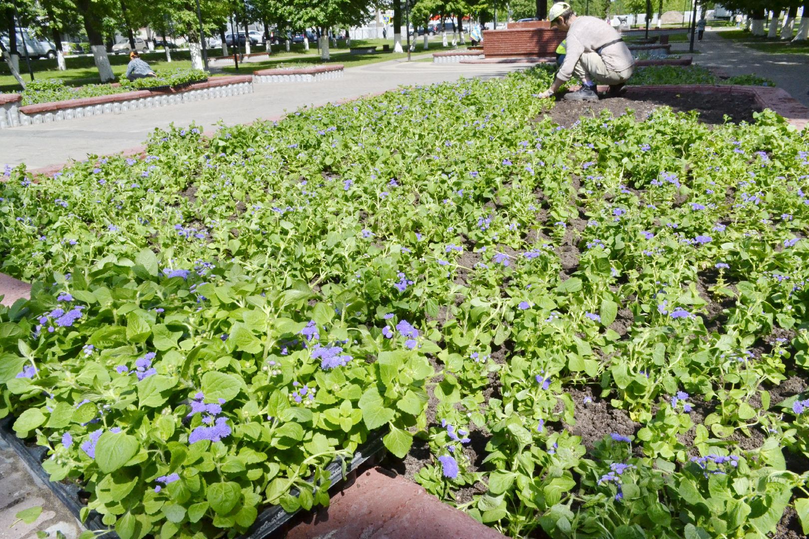 Балашиха, Подмосковье, благоустройство, цветы, скверы