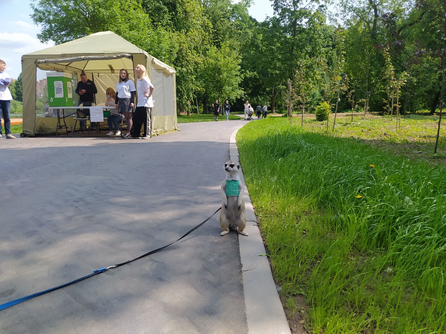 Дизайнер, одежда, сурикат, кошки, собаки
