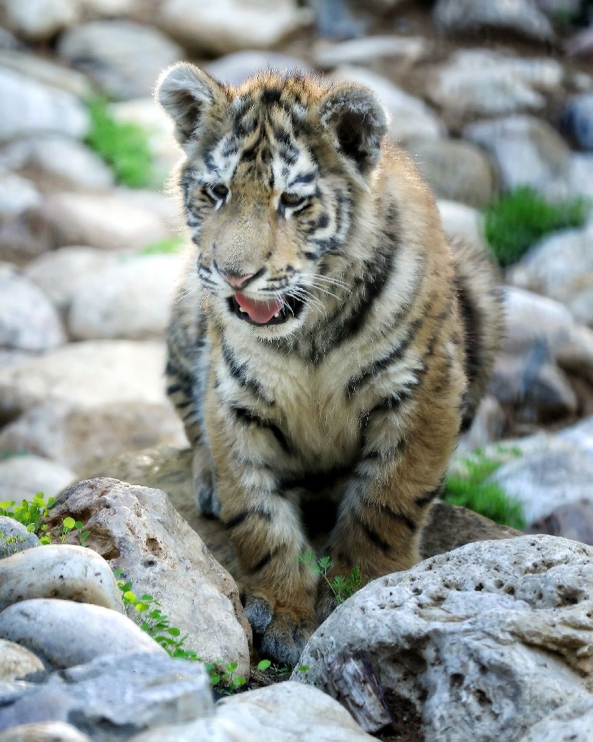 Можайск, Можайский городской округ, Подмосковье, парк тигров, сафари-парк, Амур, Тимур, львы, ягуары, хищники, туризм, дикие животные
