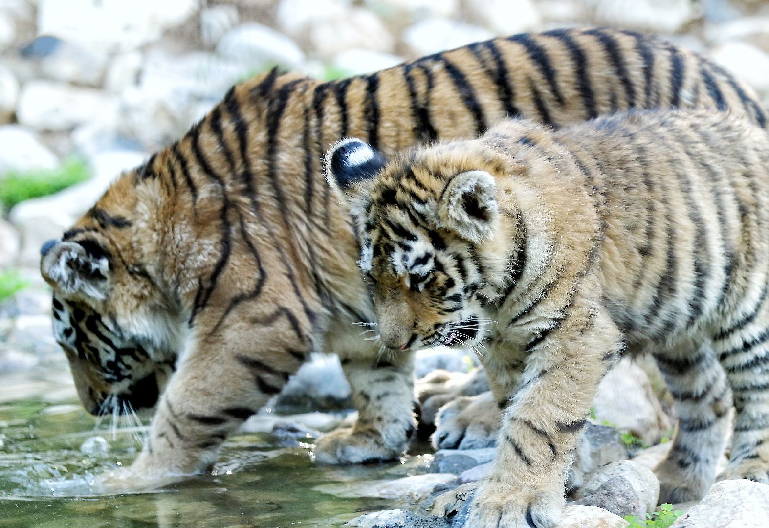 Можайск, Можайский городской округ, Подмосковье, парк тигров, сафари-парк, Амур, Тимур, львы, ягуары, хищники, туризм, дикие животные