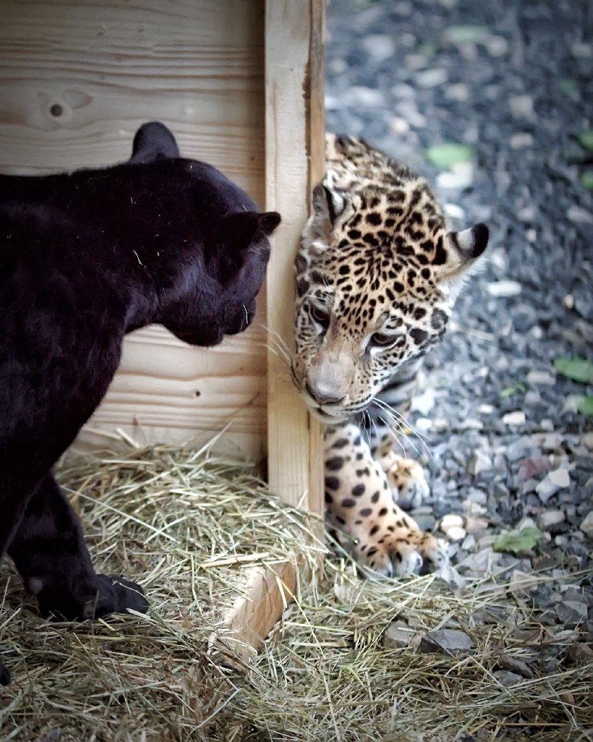 Можайск, Можайский городской округ, Подмосковье, парк тигров, сафари-парк, Амур, Тимур, львы, ягуары, хищники, туризм, дикие животные