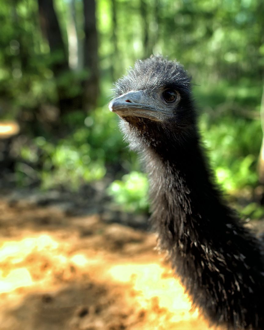 Можайск, Можайский городской округ, Подмосковье, парк тигров, сафари-парк, Амур, Тимур, львы, ягуары, хищники, туризм, дикие животные