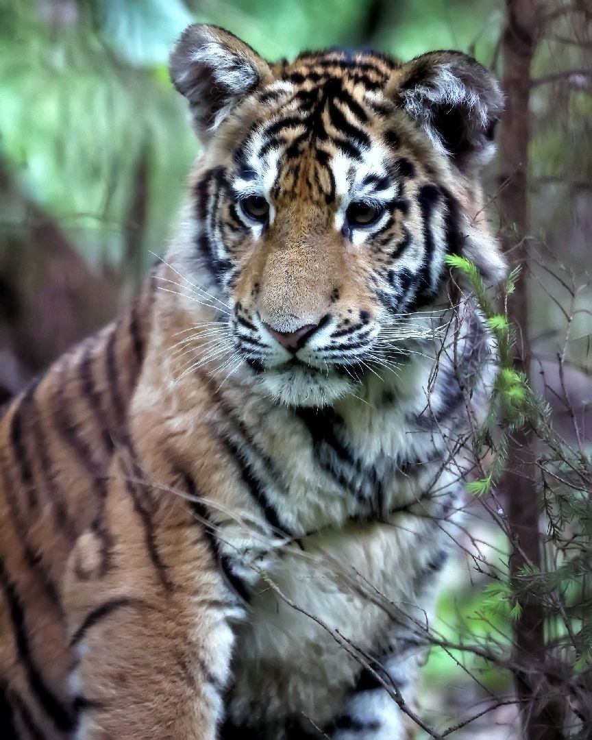 Можайск, Можайский городской округ, Подмосковье, парк тигров, сафари-парк, Амур, Тимур, львы, ягуары, хищники, туризм, дикие животные