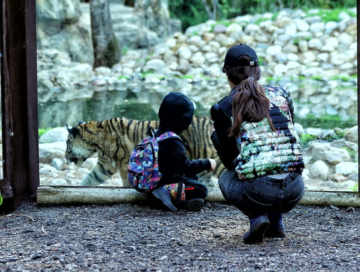 Можайск, Можайский городской округ, Подмосковье, парк тигров, сафари-парк, Амур, Тимур, львы, ягуары, хищники, туризм, дикие животные