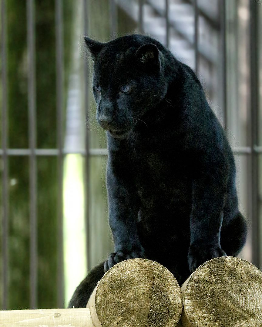 Можайск, Можайский городской округ, Подмосковье, парк тигров, сафари-парк, Амур, Тимур, львы, ягуары, хищники, туризм, дикие животные