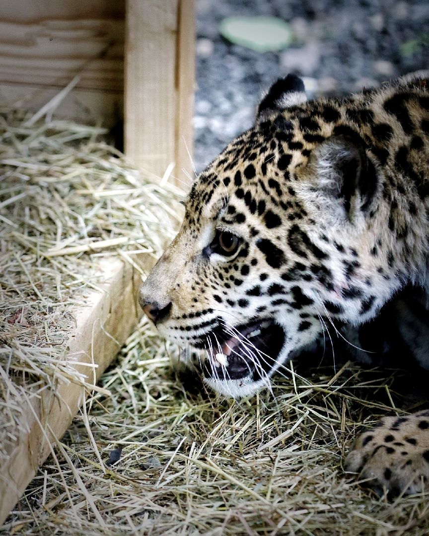 Можайск, Можайский городской округ, Подмосковье, парк тигров, сафари-парк, Амур, Тимур, львы, ягуары, хищники, туризм, дикие животные