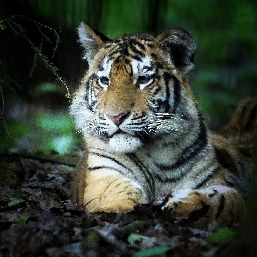 Можайск, Можайский городской округ, Подмосковье, парк тигров, сафари-парк, Амур, Тимур, львы, ягуары, хищники, туризм, дикие животные