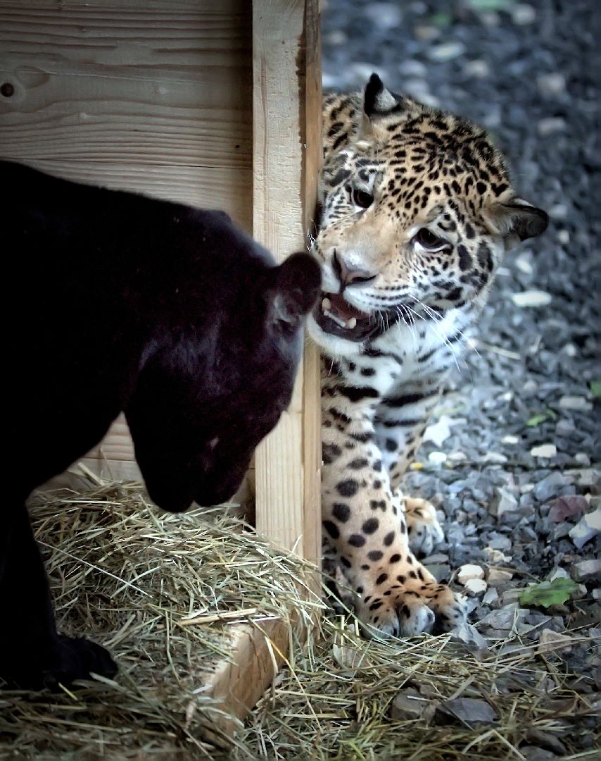Можайск, Можайский городской округ, Подмосковье, парк тигров, сафари-парк, Амур, Тимур, львы, ягуары, хищники, туризм, дикие животные