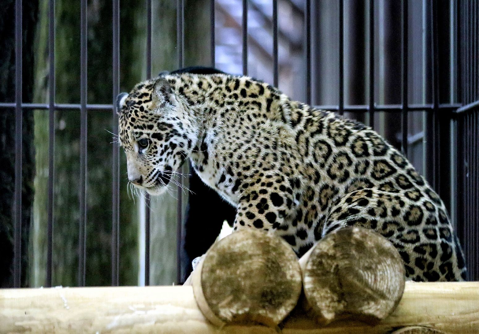 Можайск, Можайский городской округ, Подмосковье, парк тигров, сафари-парк, Амур, Тимур, львы, ягуары, хищники, туризм, дикие животные