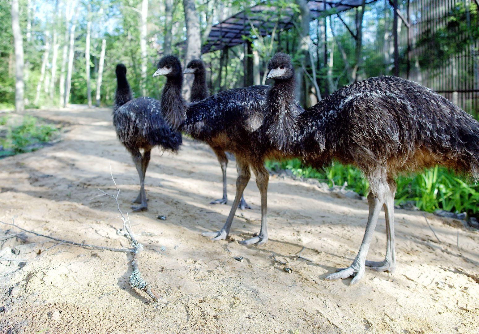 Можайск, Можайский городской округ, Подмосковье, парк тигров, сафари-парк, Амур, Тимур, львы, ягуары, хищники, туризм, дикие животные