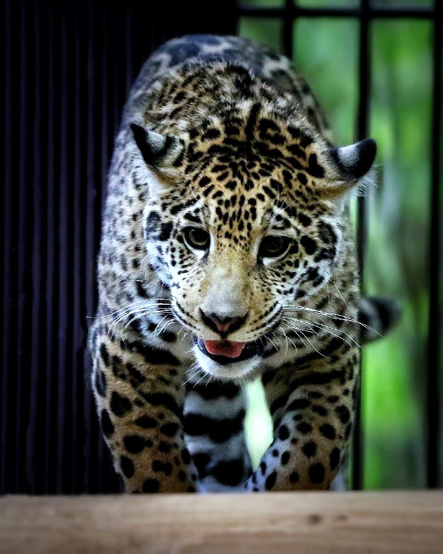 Можайск, Можайский городской округ, Подмосковье, парк тигров, сафари-парк, Амур, Тимур, львы, ягуары, хищники, туризм, дикие животные