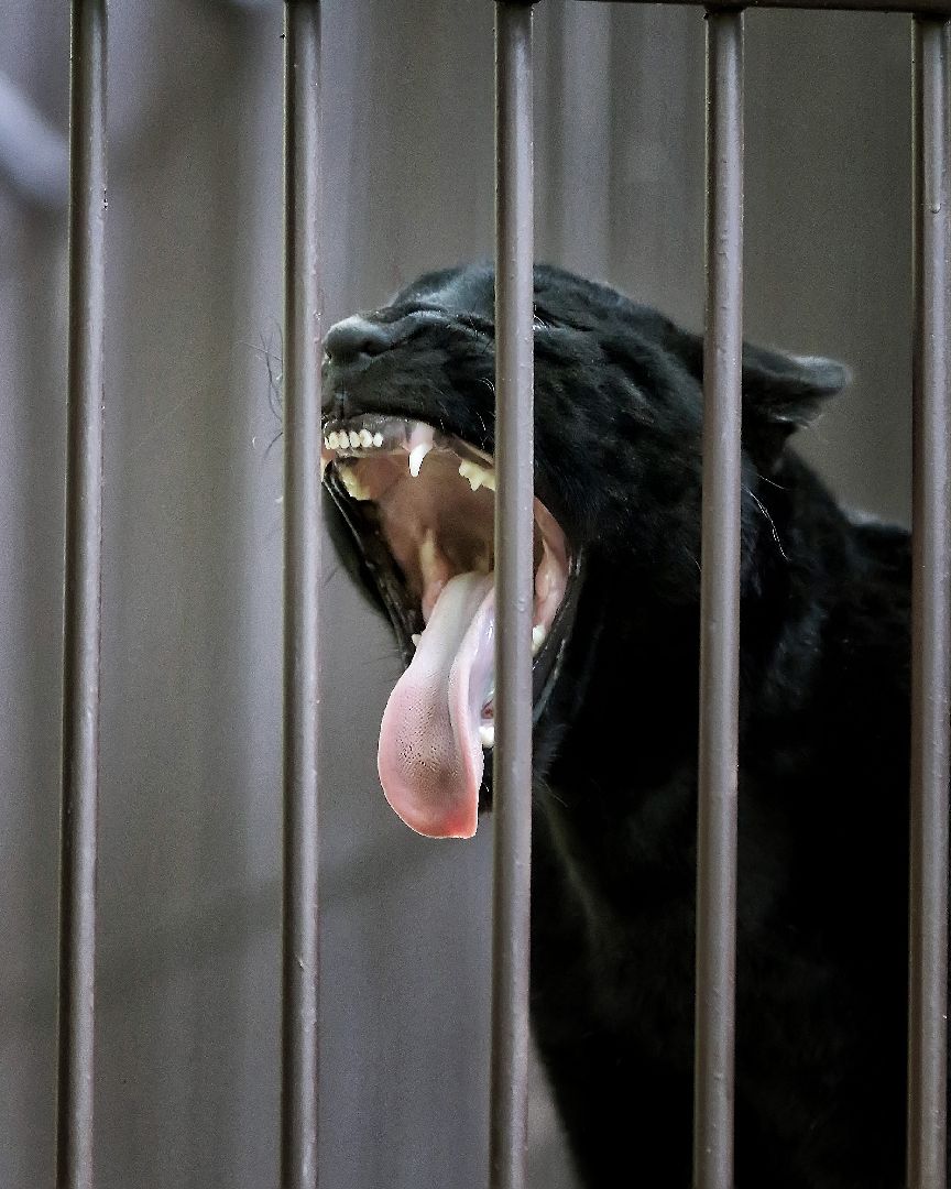 Можайск, Можайский городской округ, Подмосковье, парк тигров, сафари-парк, Амур, Тимур, львы, ягуары, хищники, туризм, дикие животные