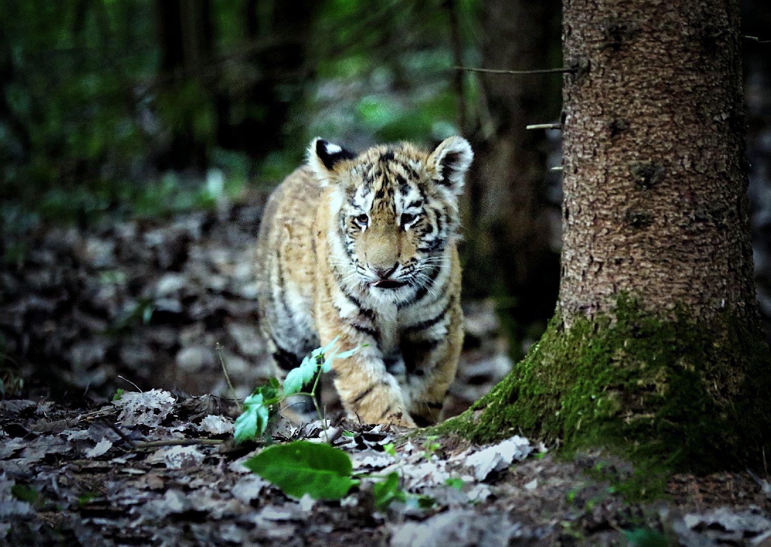 Можайск, Можайский городской округ, Подмосковье, парк тигров, сафари-парк, Амур, Тимур, львы, ягуары, хищники, туризм, дикие животные