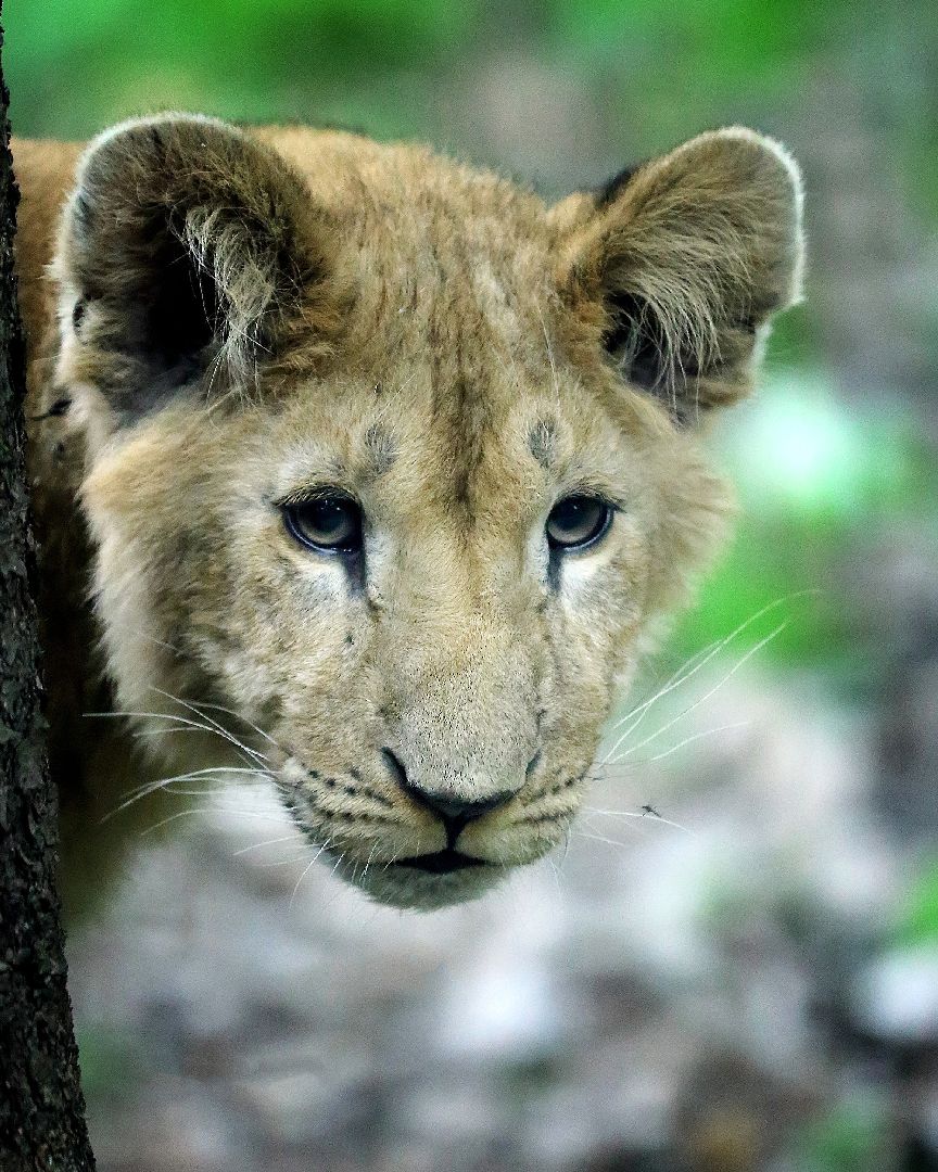 Можайск, Можайский городской округ, Подмосковье, парк тигров, сафари-парк, Амур, Тимур, львы, ягуары, хищники, туризм, дикие животные