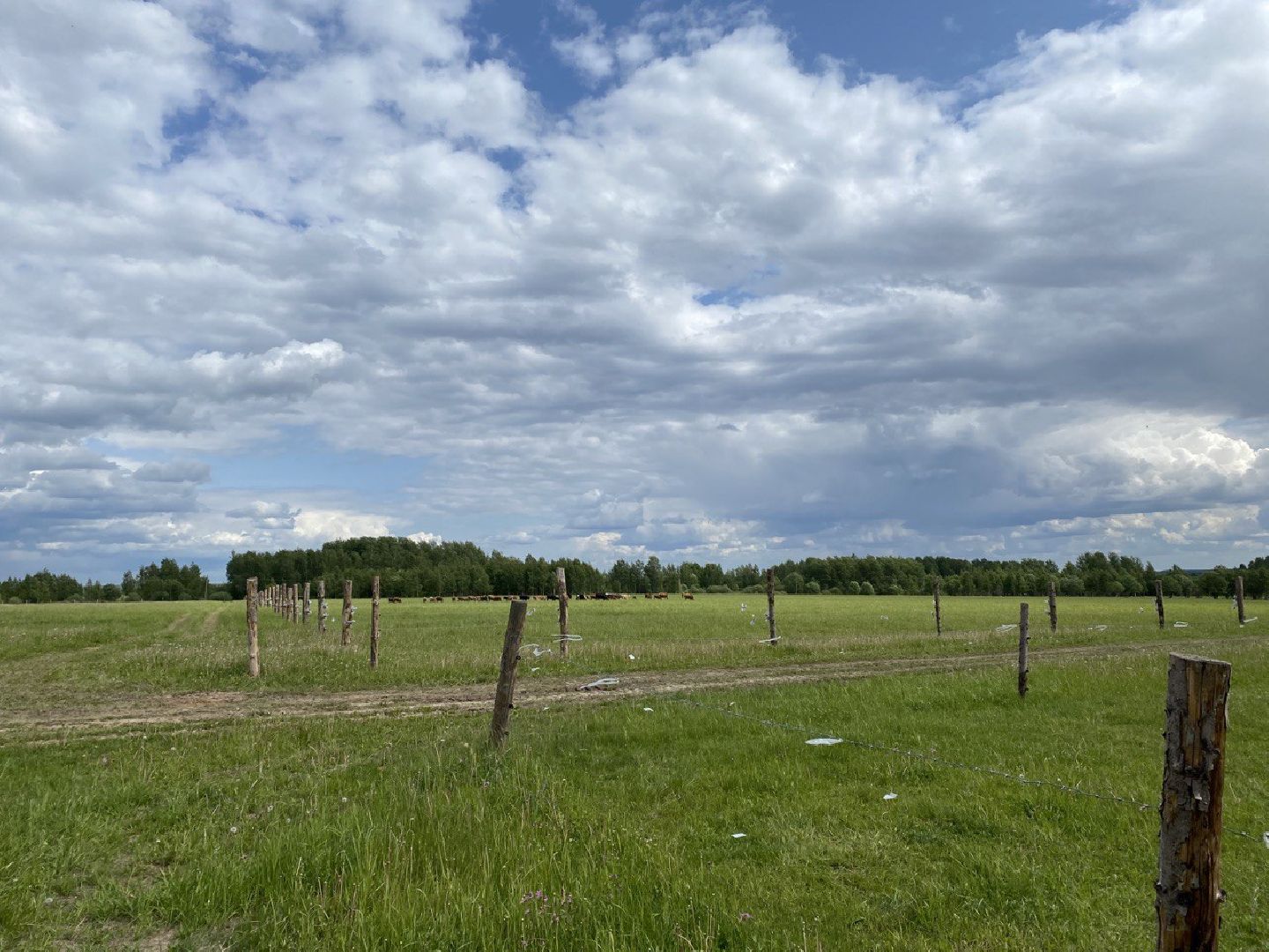 Чехов, экономика, ферма, грант, доильный робот, коровы