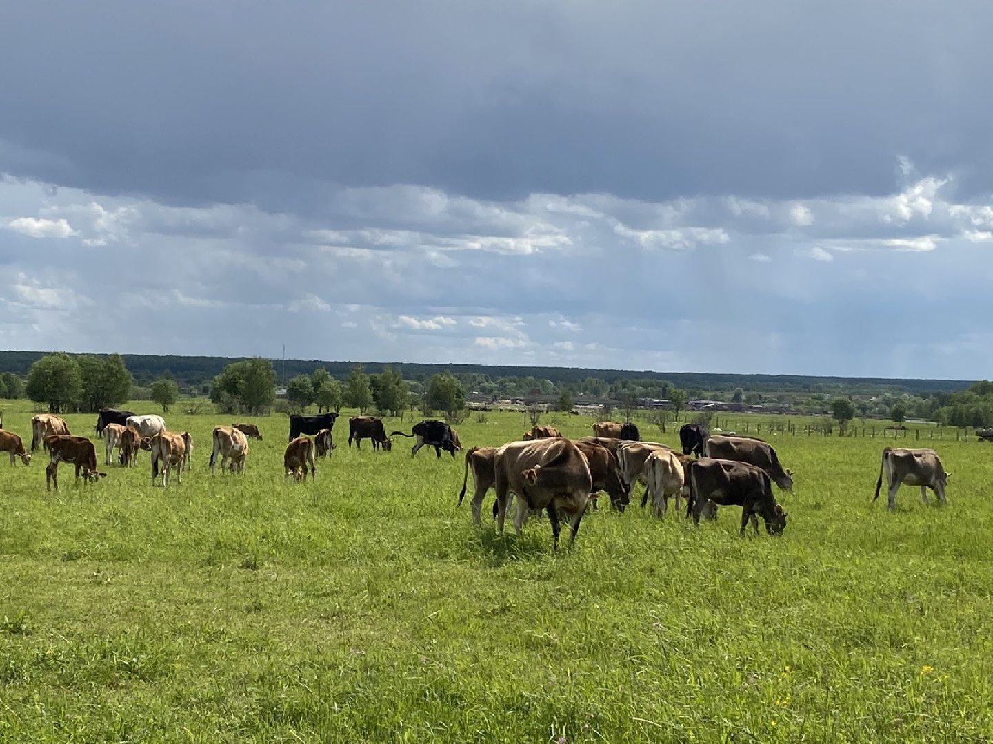 Чехов, экономика, ферма, грант, доильный робот, коровы
