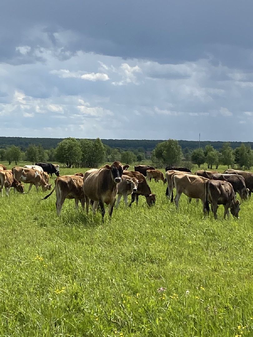 Чехов, экономика, ферма, грант, доильный робот, коровы