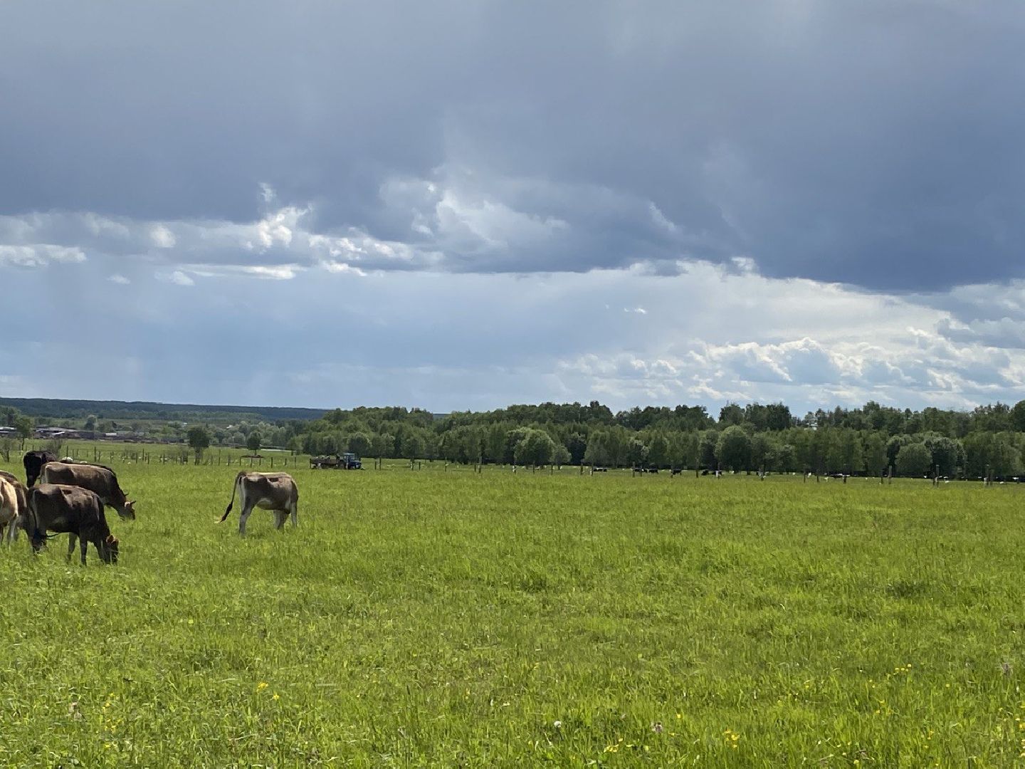 Чехов, экономика, ферма, грант, доильный робот, коровы