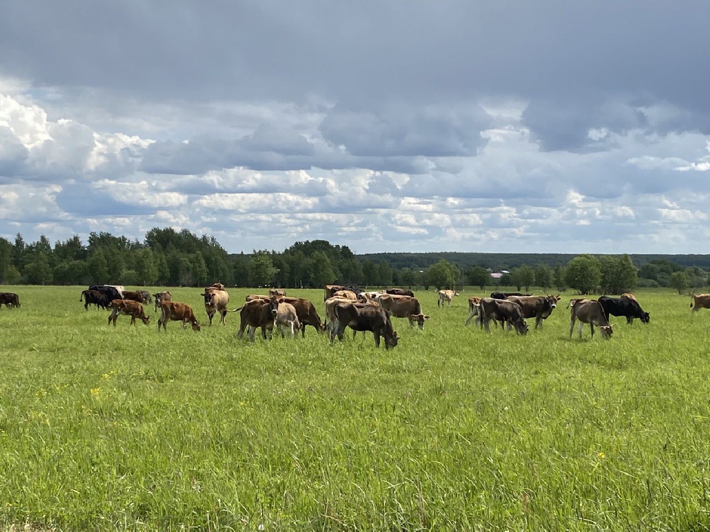 Чехов, экономика, ферма, грант, доильный робот, коровы