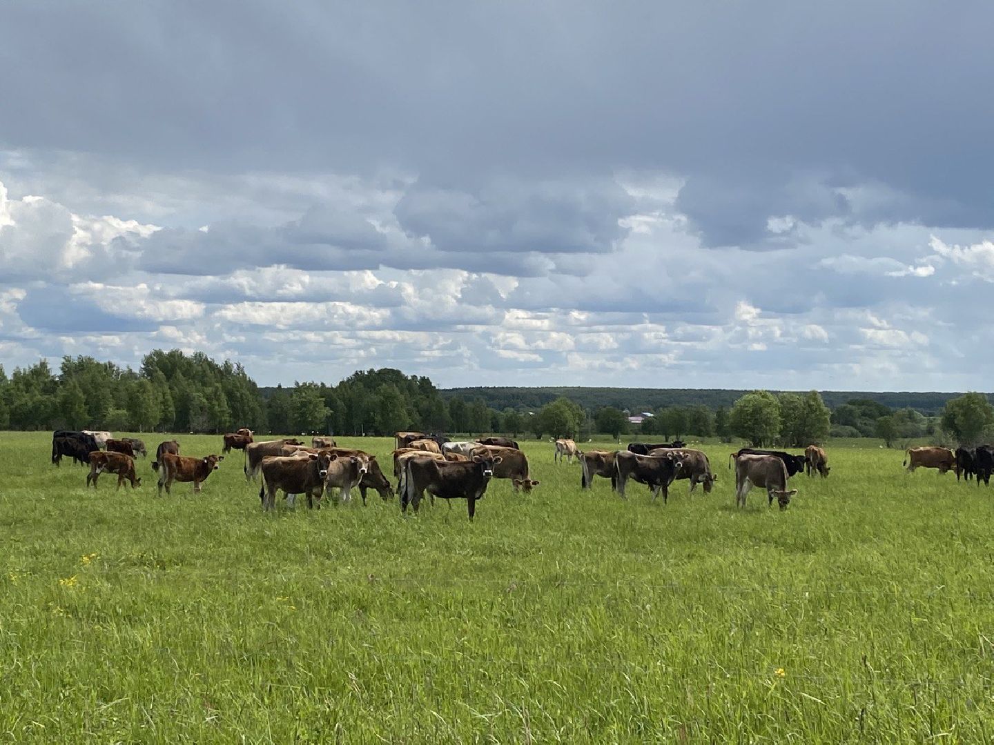 Чехов, экономика, ферма, грант, доильный робот, коровы