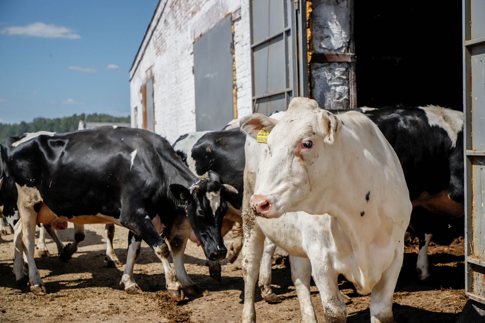 Племзавод Повадино, Домодедово