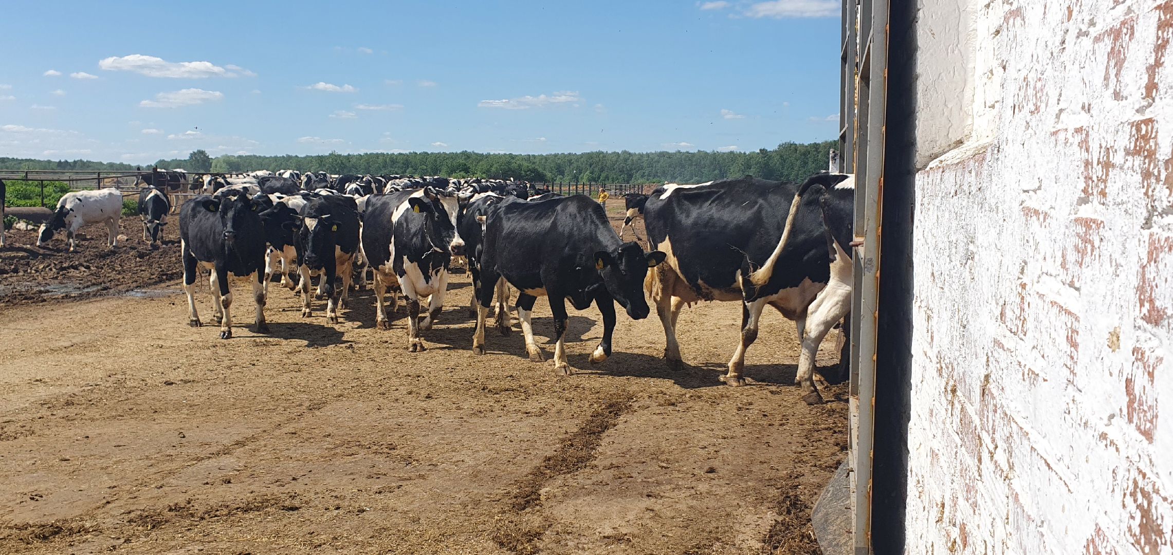 Племзавод Повадино, Домодедово