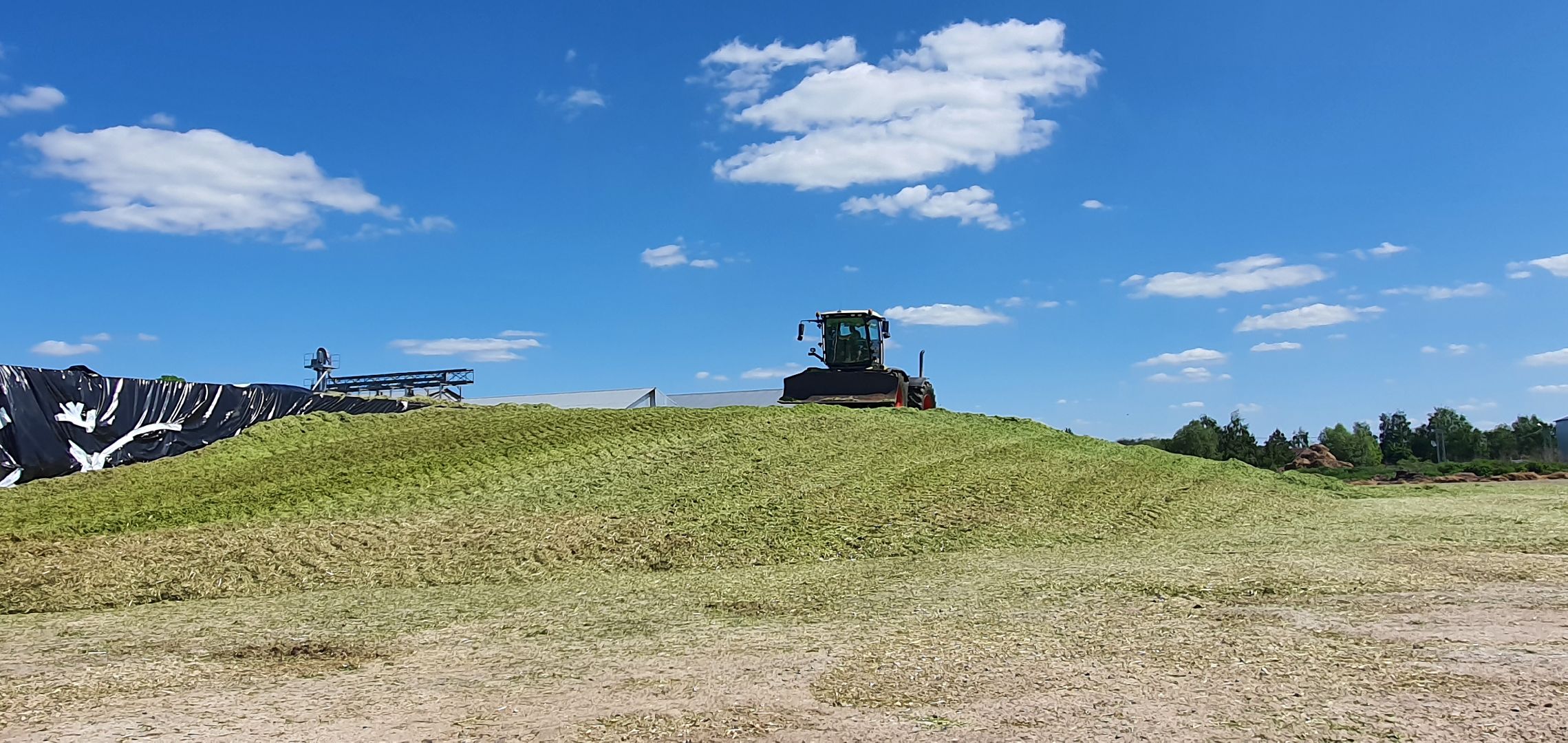 Племзавод Повадино, Домодедово