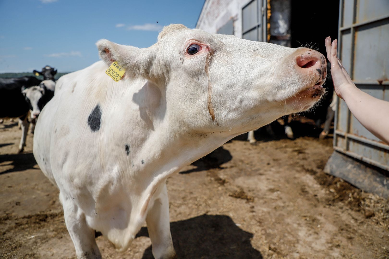 Племзавод Повадино, Домодедово