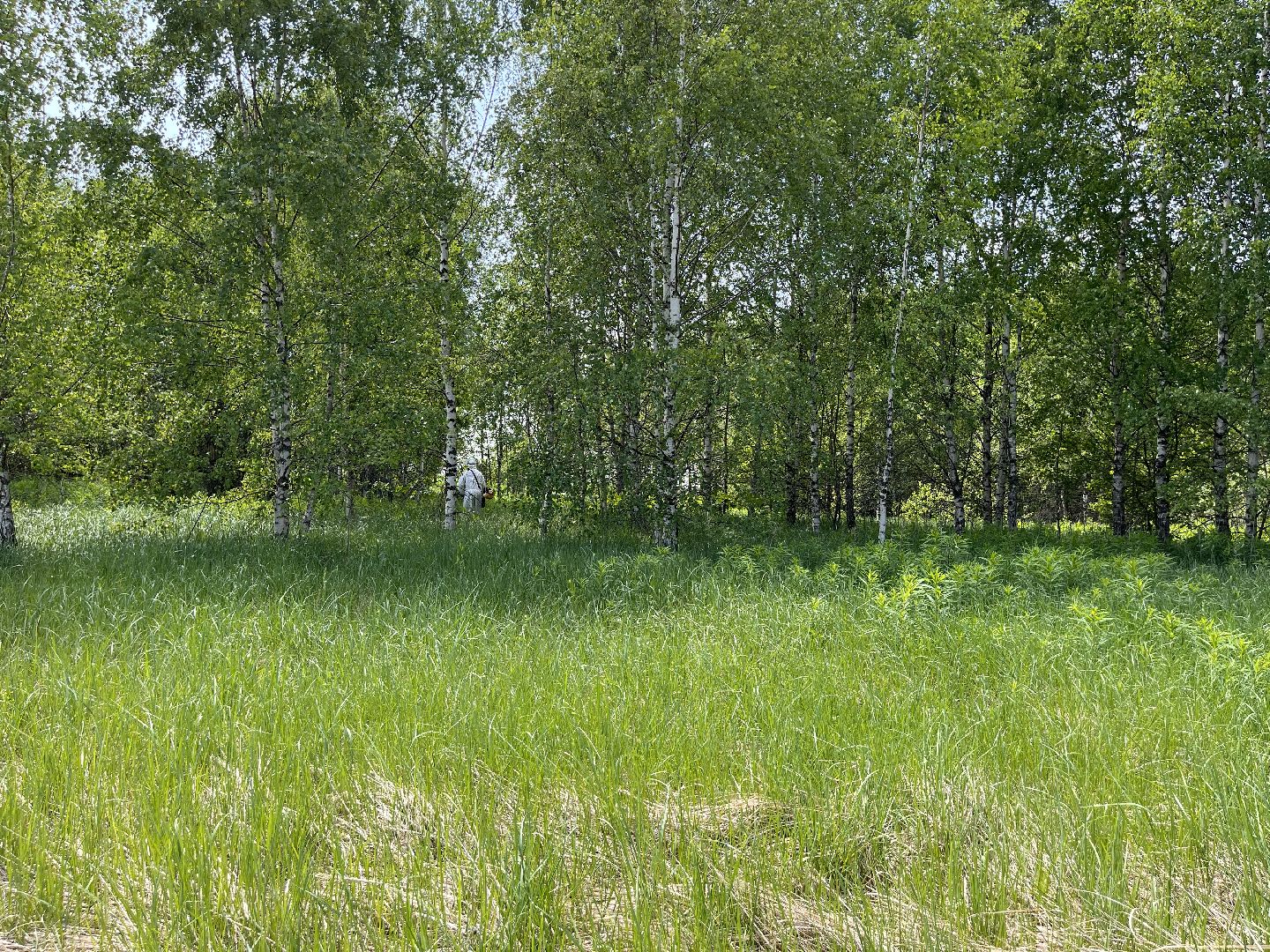Шаховская, поля, посадки