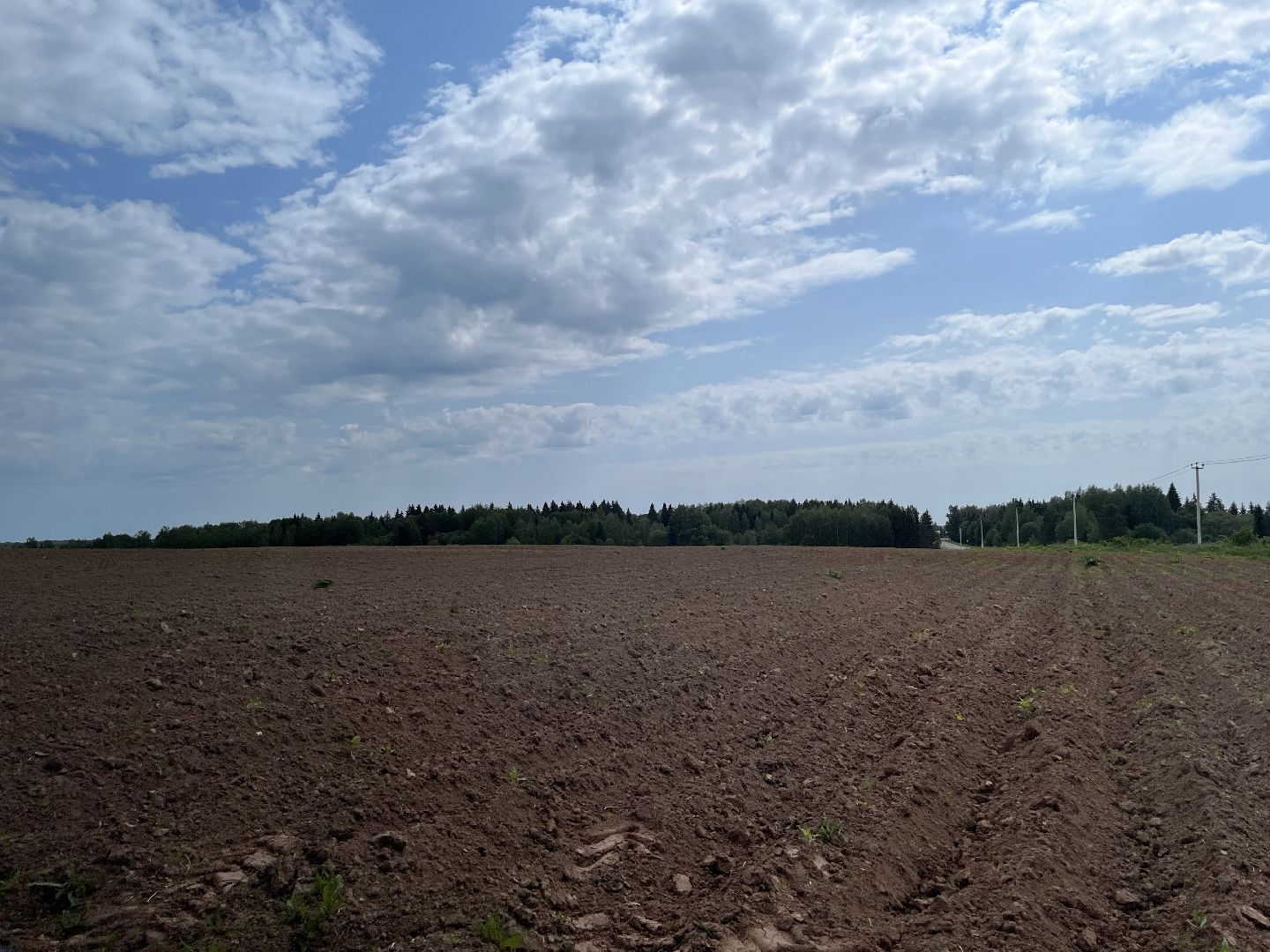 Шаховская, поля, посадки