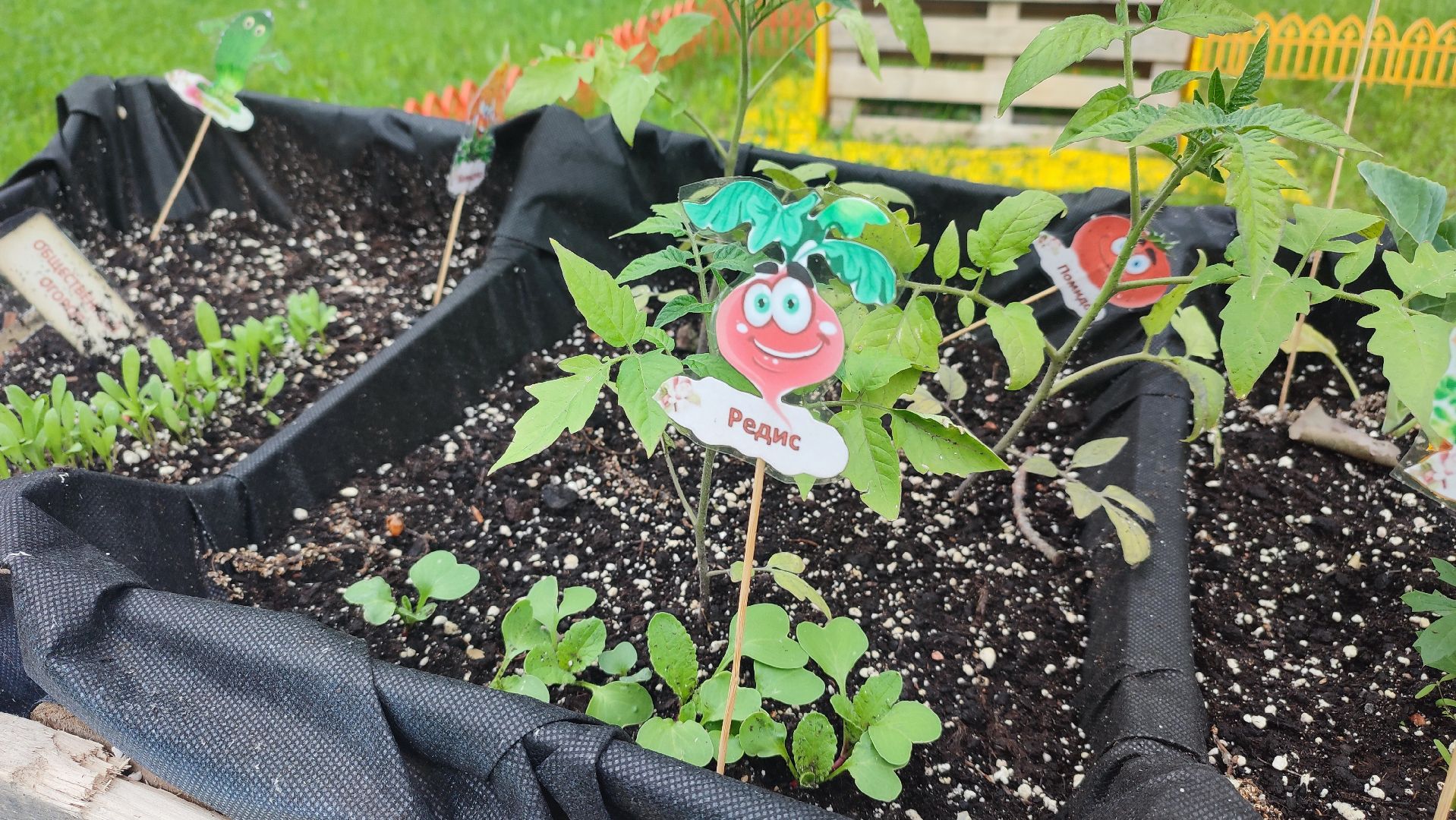 Кашира, парк, общественный огород, цветы, овощи, зелень