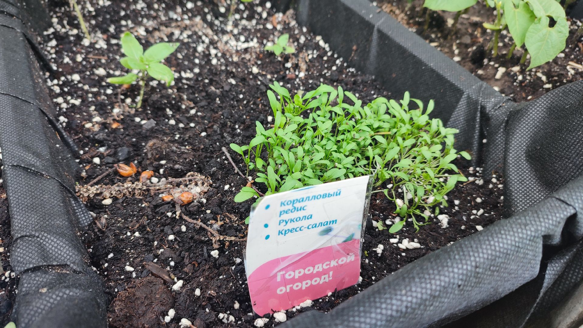 Кашира, парк, общественный огород, цветы, овощи, зелень