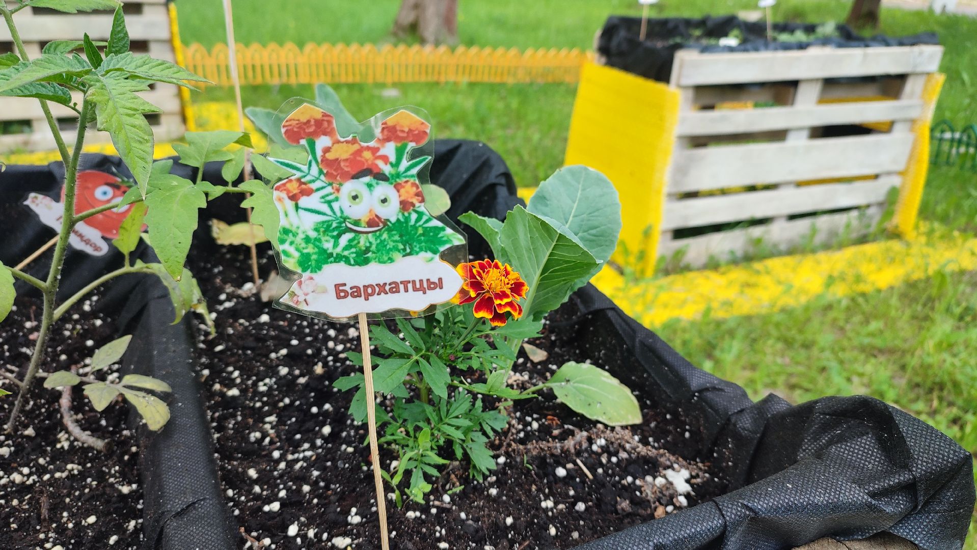 Кашира, парк, общественный огород, цветы, овощи, зелень