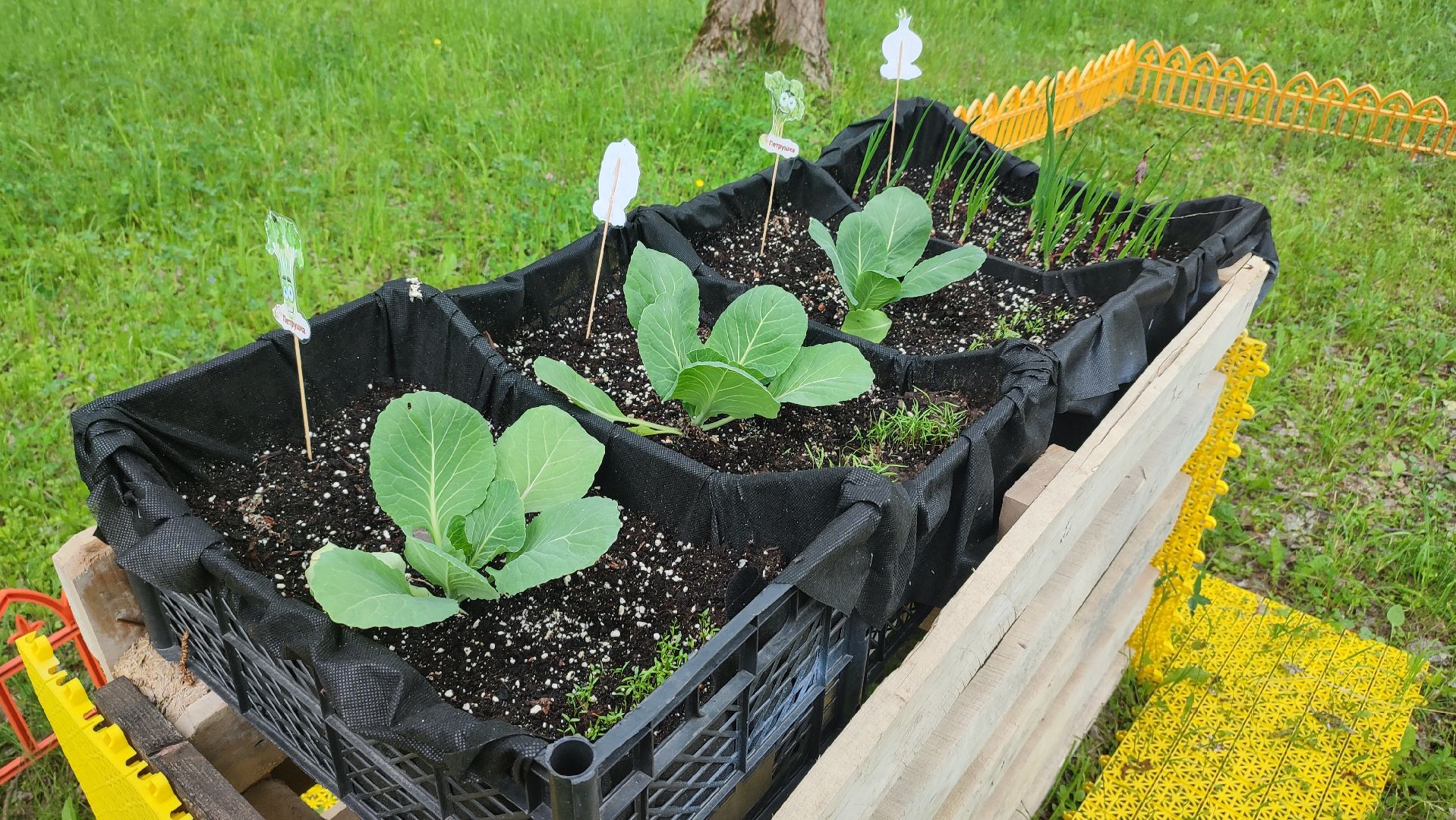 Кашира, парк, общественный огород, цветы, овощи, зелень