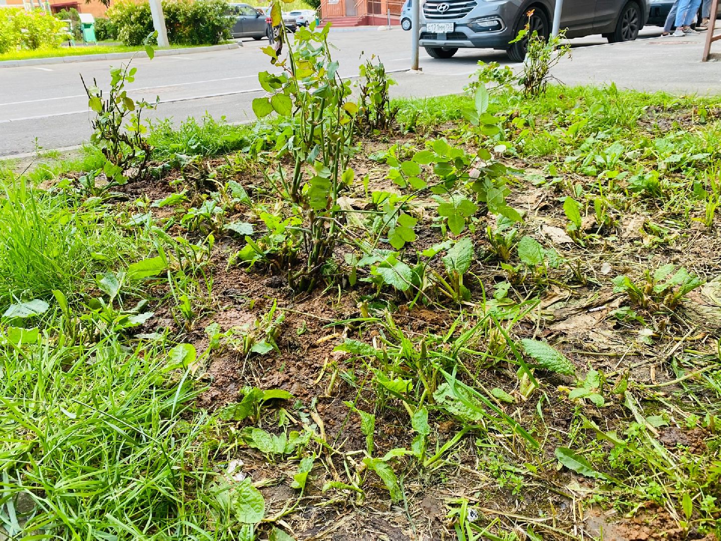 Домодедово, благоустройство, посадка роз, кустовые розы