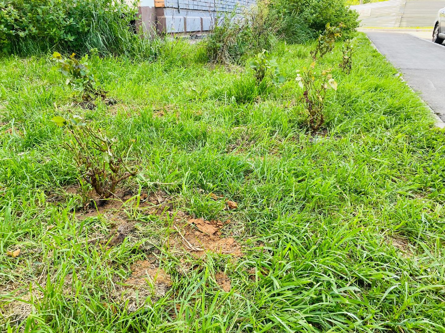 Домодедово, благоустройство, посадка роз, кустовые розы