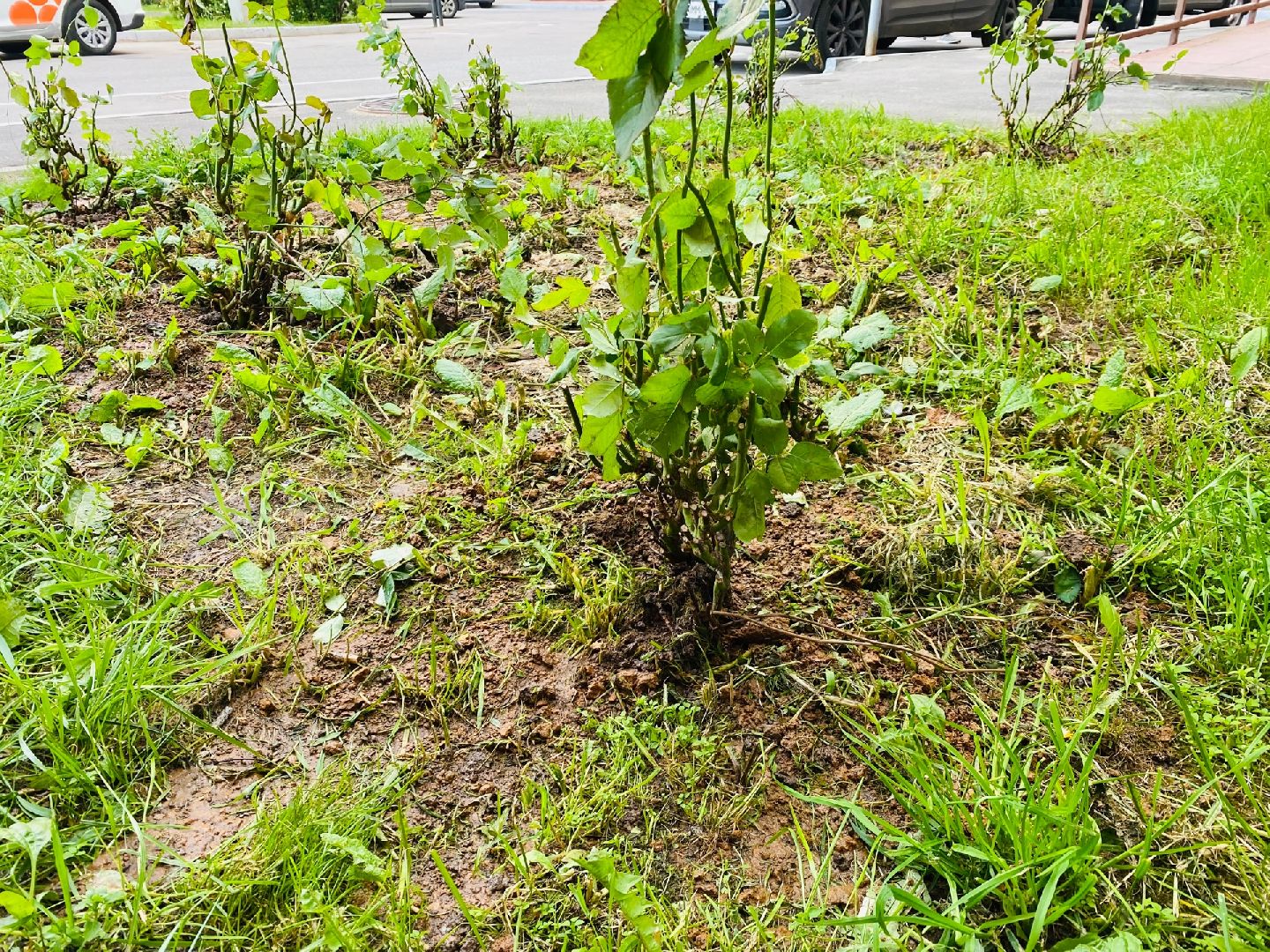 Домодедово, благоустройство, посадка роз, кустовые розы