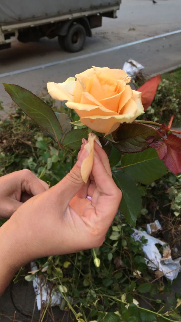 Домодедово, благоустройство, посадка роз, кустовые розы